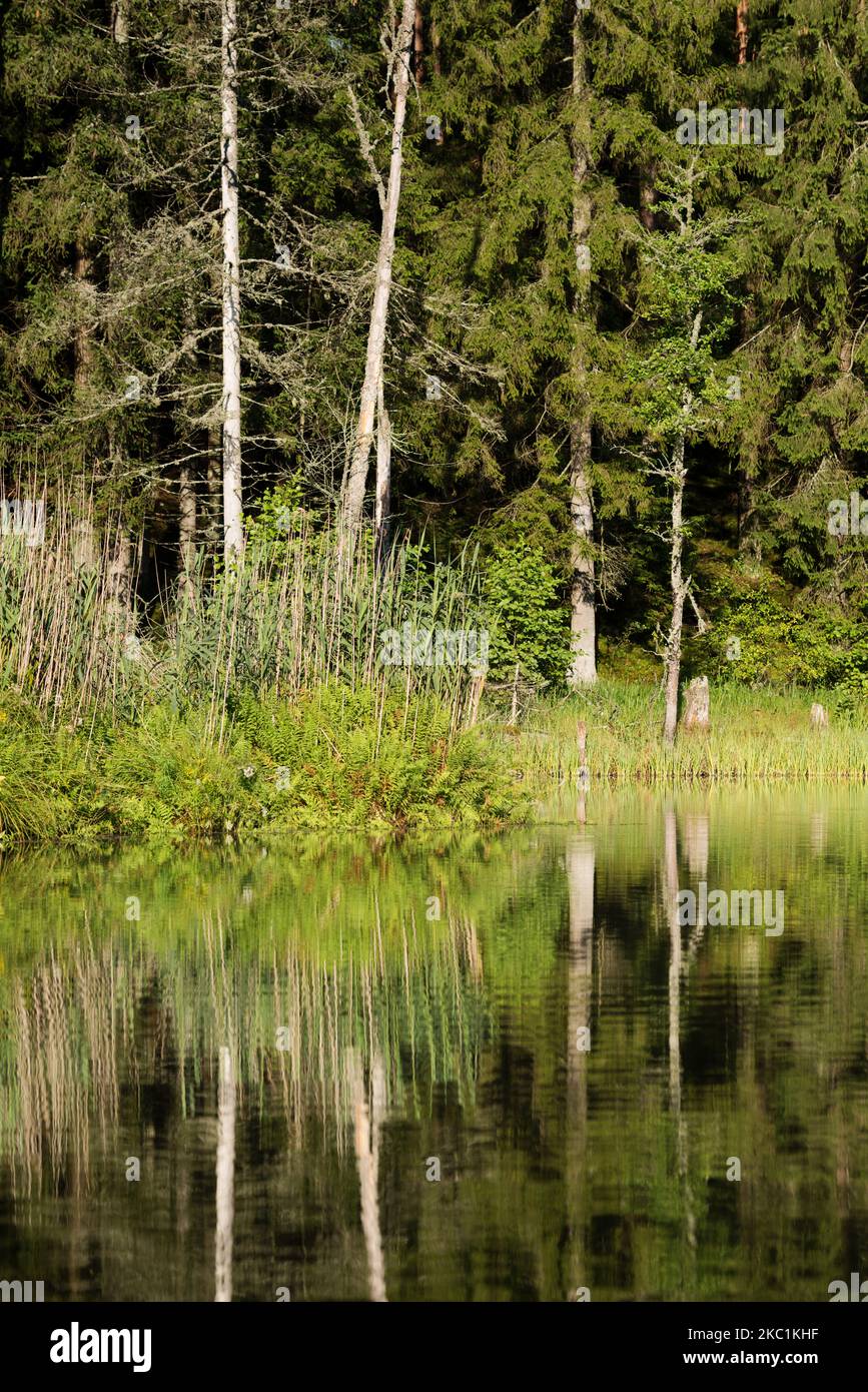 Ein kleiner See in einem Fichtenwald, der am Ufer von Baumstämmen mit getrockneten Bäumen umgeben ist. Stockfoto