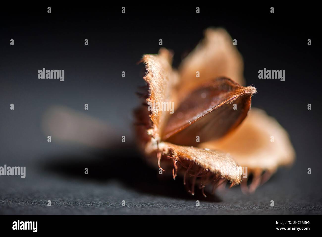 Studio-Nahaufnahme einer gespaltenen offenen Buchenfrucht (Buchennüsse) mit dem Kern auf schwarzem Papier im Scheinwerfer und einer Öffnung von F4,5 Stockfoto