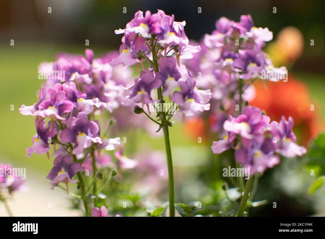 Ein Bouquet von zartem Nemesia im verschwommenen Hintergrund Stockfoto