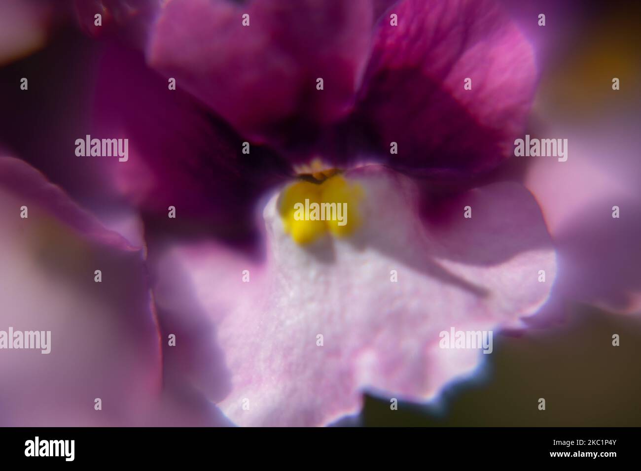 Eine Nahaufnahme der violetten Nemesia Blume im Garten Stockfoto