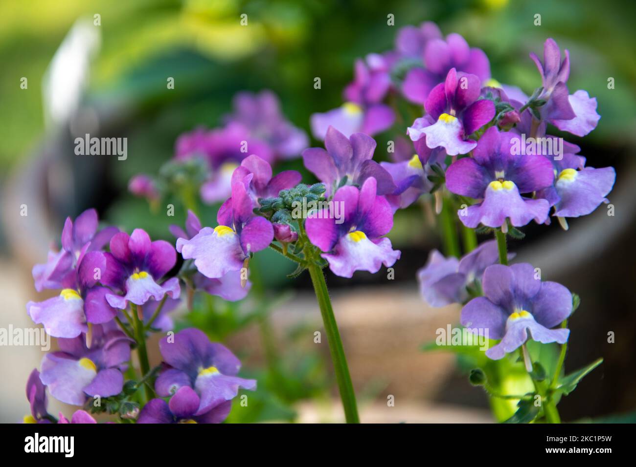 Ein Strauß lila Nemesia blüht im Garten Stockfoto