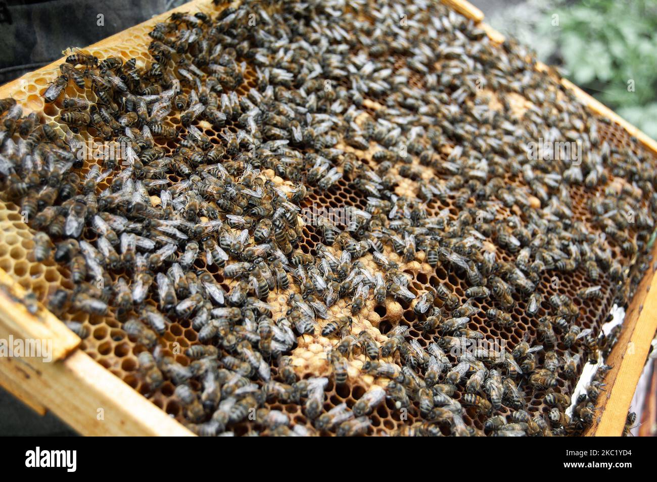 Bienenstock Tränke WANGCL 2 Bienen-Trinkstationen – Futterstation Für Bienenstock, Mit Gelbem Boden & Flasche, Verhindert Ertrinken