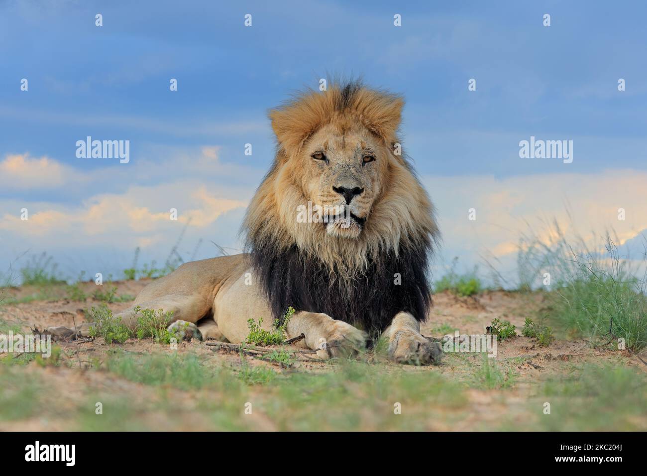Großer männlicher afrikanischer Löwe (Panthera leo) in natürlichem Lebensraum, Kalahari-Wüste, Südafrika Stockfoto