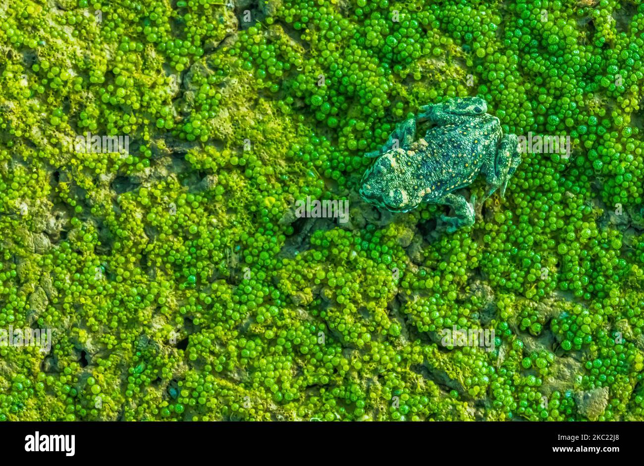 Europäische grüne Kröte - Bufotes viridis versteckt sich auf einer Volvox-Kolonie Stockfoto