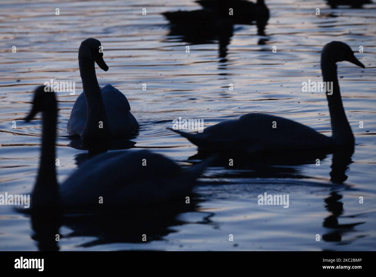 Schwäne schweben am 22. Oktober 2020 auf dem Wasser des Serpentine Lake im Hyde Park bei Einbruch der Dunkelheit in London, England. (Foto von David Cliff/NurPhoto) Stockfoto