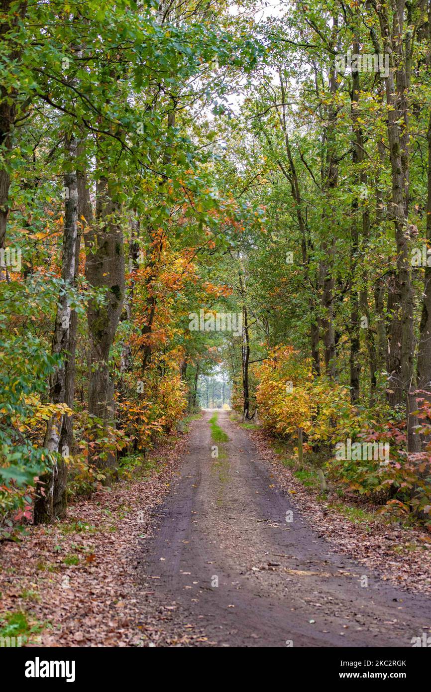 Pfad und Pfad im Wald mit den Blättern, die auf den Boden fallen. Herbstsaison im Wald mit gelben, orangen, roten und braunen Blättern von den Bäumen und satten Herbstfarben in der Stramproy-Region in der Provinz Limburg in den Niederlanden, nahe der belgischen Grenze am 24. Oktober 2020. (Foto von Nicolas Economou/NurPhoto) Stockfoto