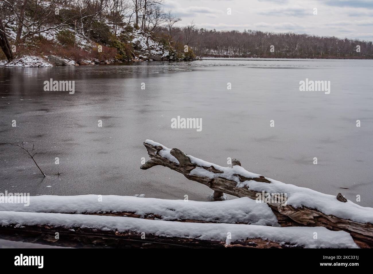 Schneebedeckte Baumstämme am Sunfish Pond, New Jersey USA, Hardwick Township, New Jersey Stockfoto