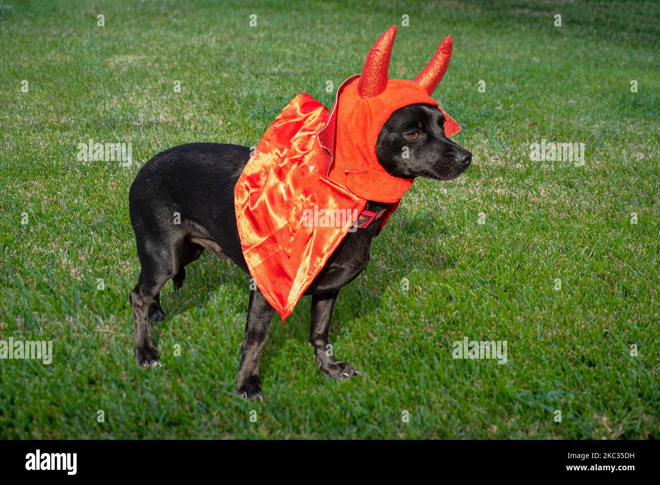 Labrador Retriever Hund in einem strickenden roten Halloween Teufel Kostüm, auf einem Grasfeld stehend. Stockfoto