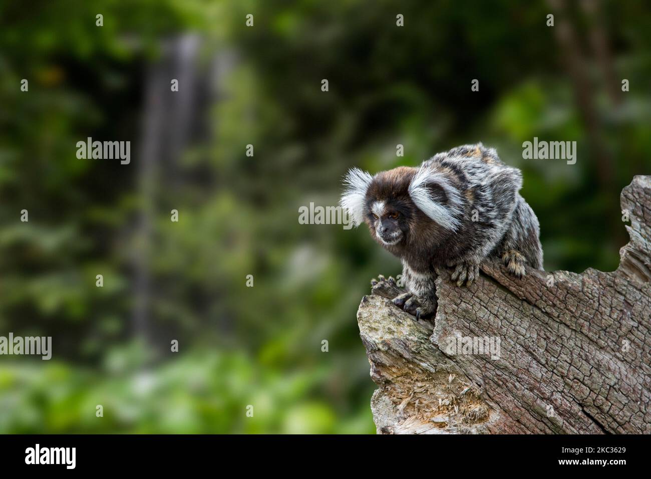 Gewöhnliches Murmeltier / weißgetuftete Murmeltier / weißgetuftete-ohrige Murmeltier (Callithrix jacchus) im Wald, in Brasilien heimischer New World-Affe Stockfoto