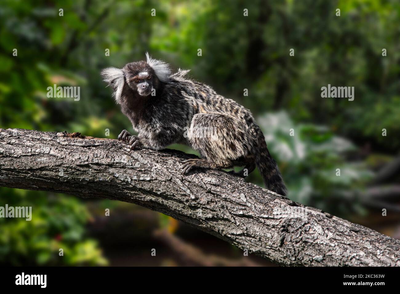 Gewöhnliches Murmeltier / weißgetuftete Murmeltier / weißgetuftete-ohrige Murmeltier (Callithrix jacchus) im Wald, in Brasilien heimischer New World-Affe Stockfoto