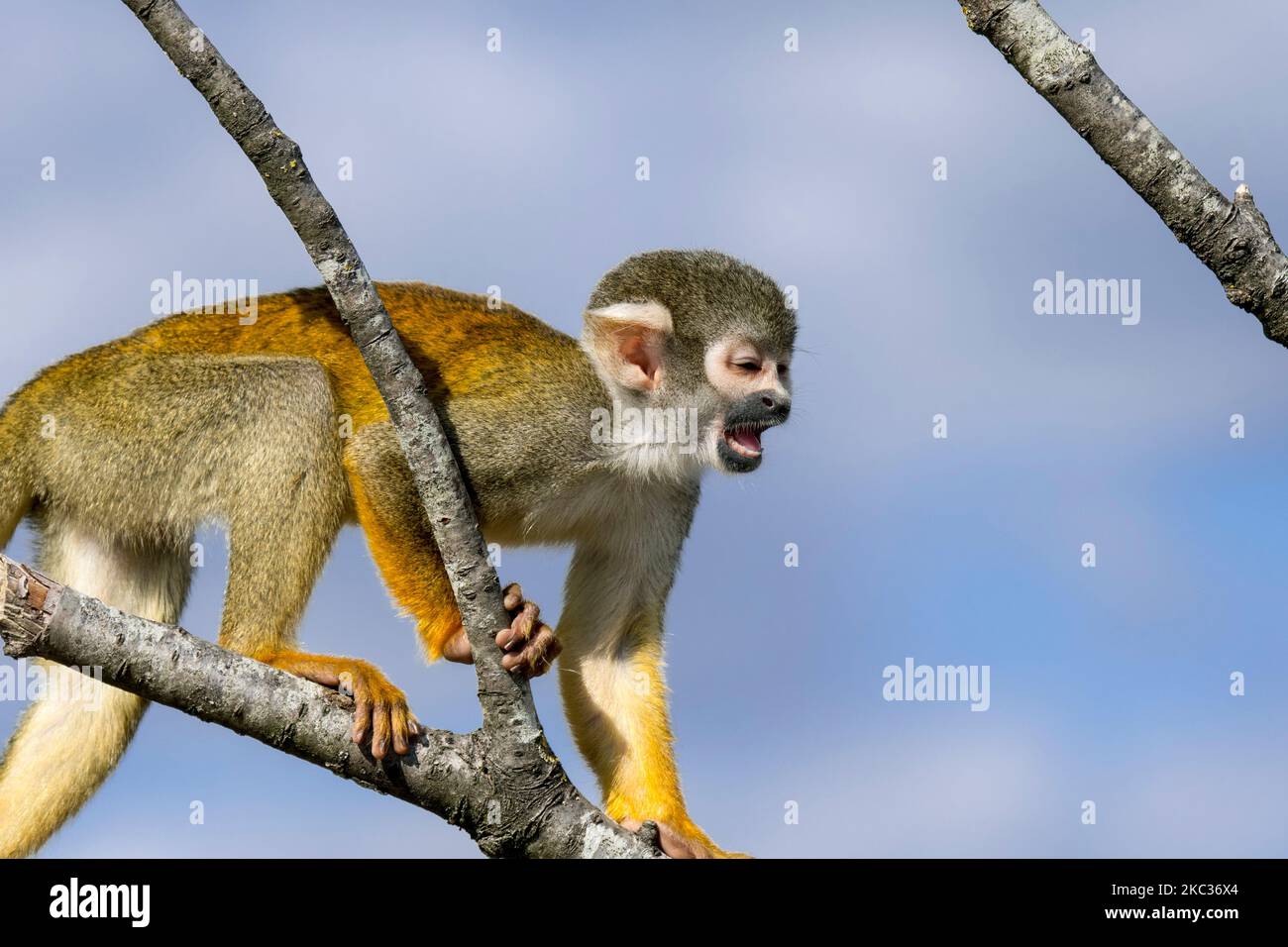 Schwarzer Eichhörnchen-Affe / peruanischer Eichhörnchen-Affe (Saimiri boliviensis peruviensis) ruft / Alarm von Baum, der in Südamerika beheimatet ist Stockfoto