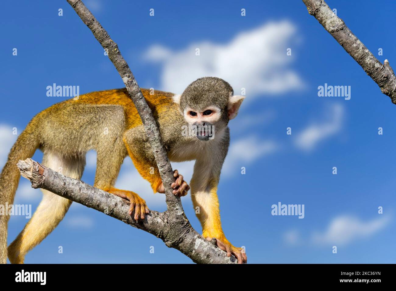 Schwarzer Eichhörnchen-Affe / peruanischer Eichhörnchen-Affe (Saimiri boliviensis peruviensis) ruft / Alarm von Baum, der in Südamerika beheimatet ist Stockfoto