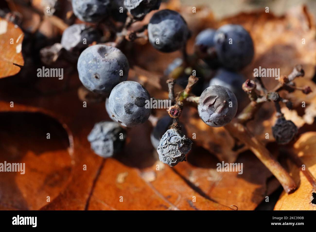 Makroaufnahme eines Bündels sterbender Blaubeeren auf einem goldenen Herbstblatt Stockfoto