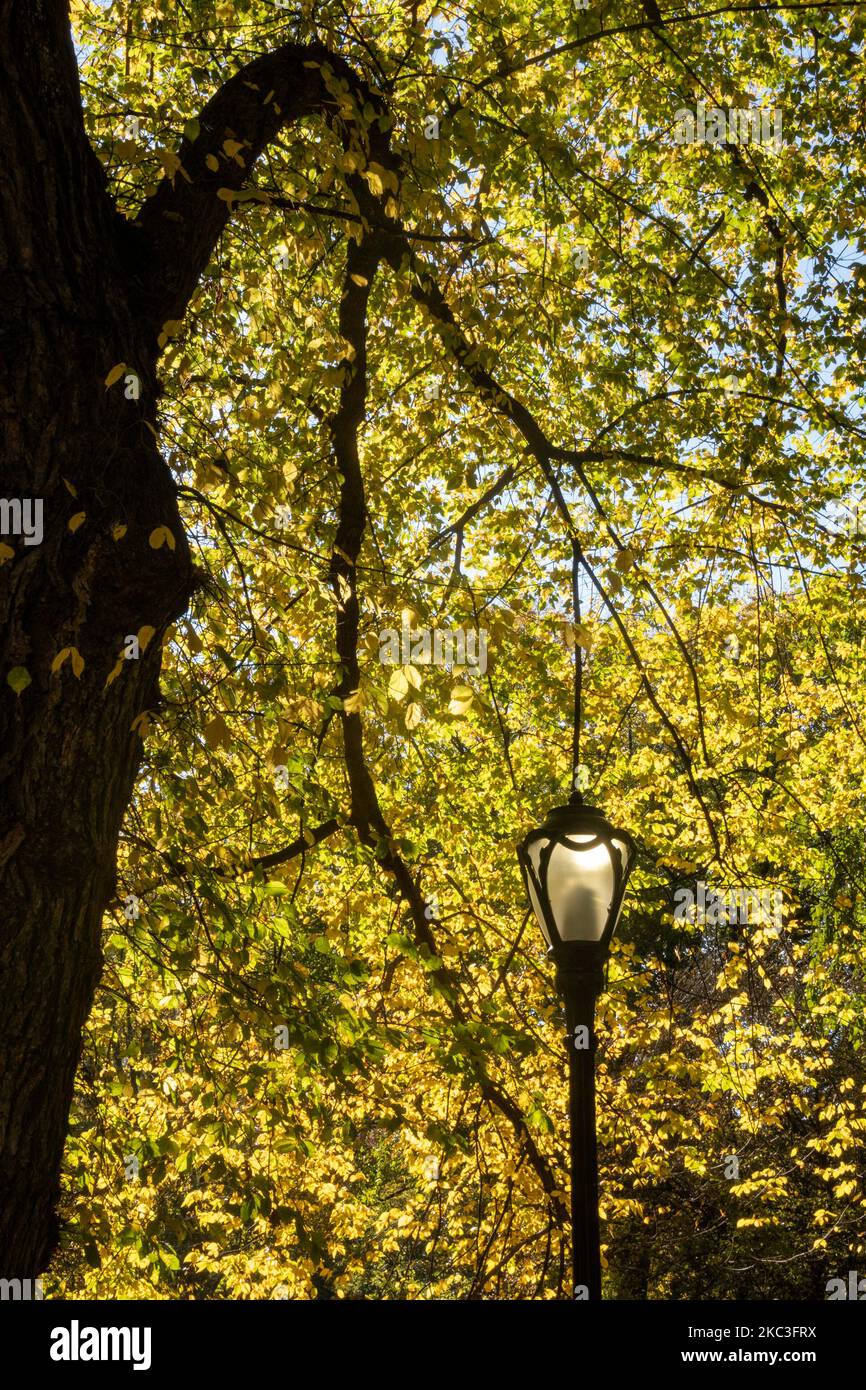 Central Park in the Fall ist ein Leben mit hellen Farben, 2022, NYC, USA Stockfoto