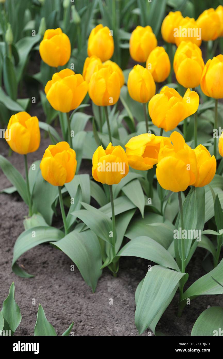 Gelbe einzelne frühe Tulpen (Tulipa) Sonnenschein blüht im März in einem Garten Stockfoto