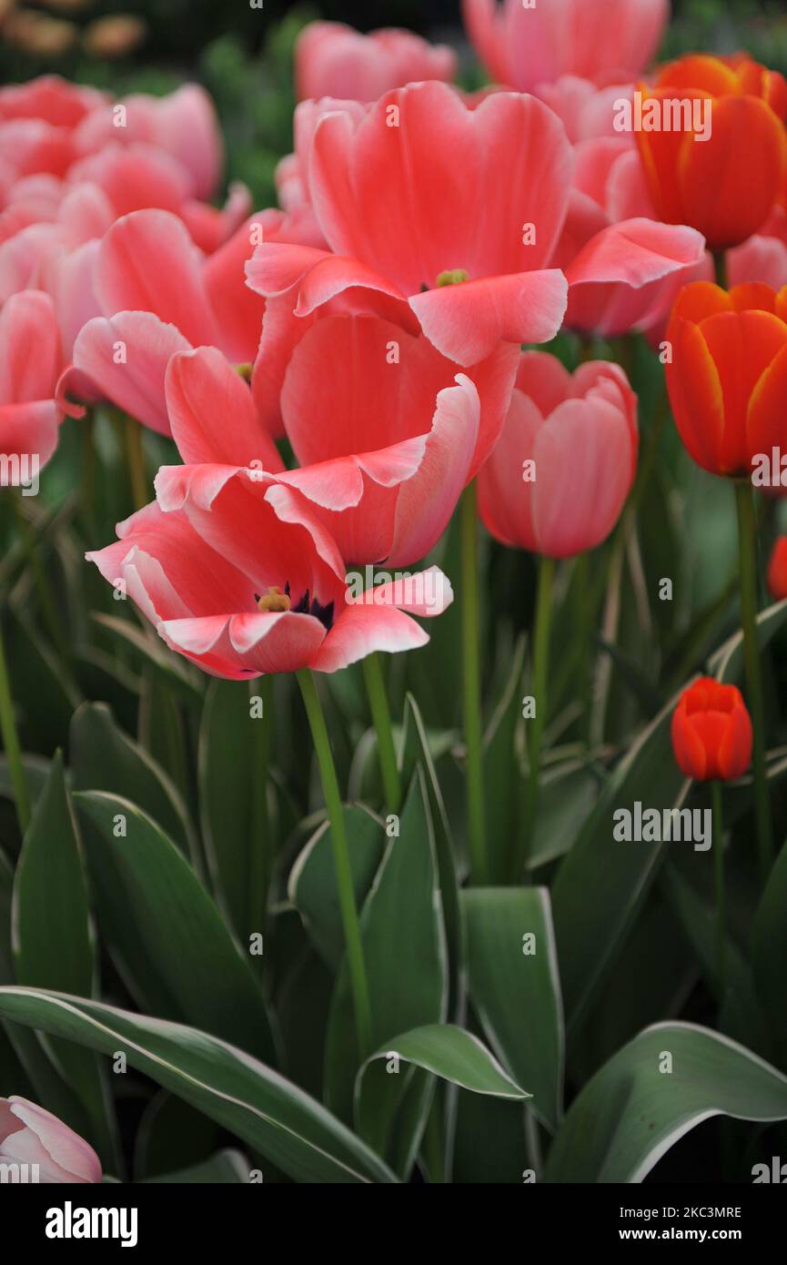 Pink Darwin Hybrid Tulpen (Tulipa) süßer Eindruck mit bunten Blättern blüht im April in einem Garten Stockfoto