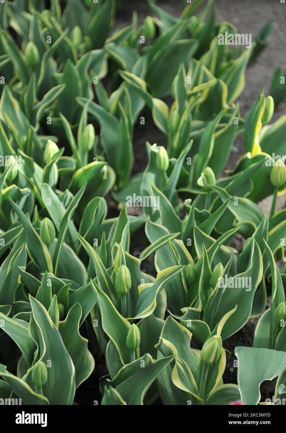 Triumph Tulpen (Tulipa) Sweet präsentiert sich im März in einem Garten mit verschiedenen Blättern und grün-weißen Knospen Stockfoto
