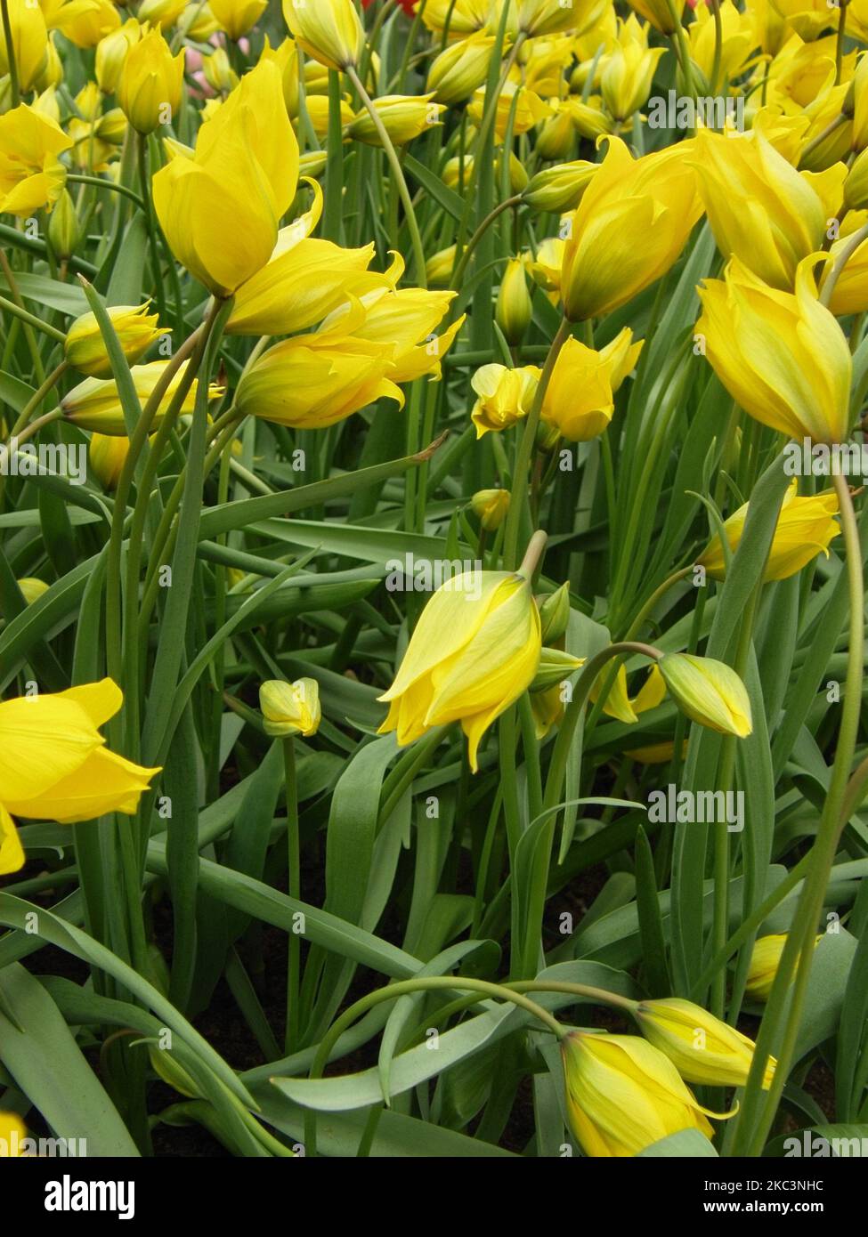 Im April blühen in einem Garten gelbe mehrblütige verschiedene wilde Tulpen (Tulipa sylvestris) Stockfoto