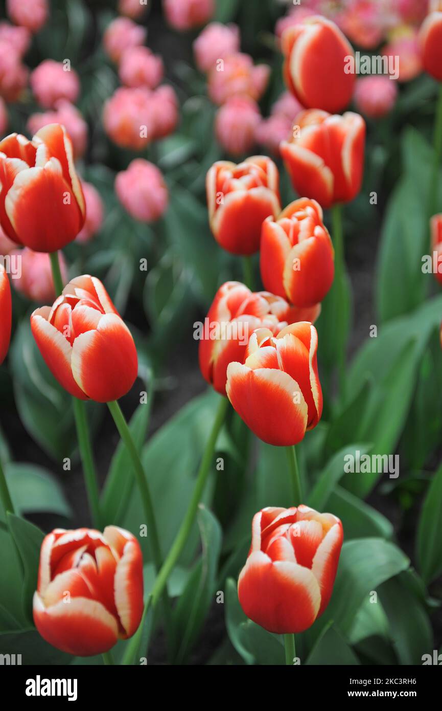 Im April blühen in einem Garten die Triumph Tulpen (Tulipa) in Rot mit weißen Kanten Stockfoto