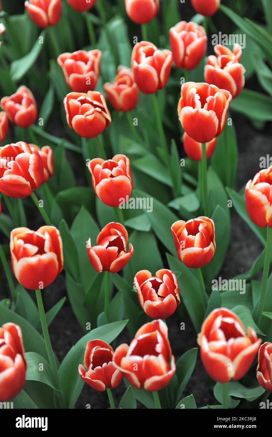 Im April blühen in einem Garten die Triumph Tulpen (Tulipa) in Rot mit weißen Kanten Stockfoto