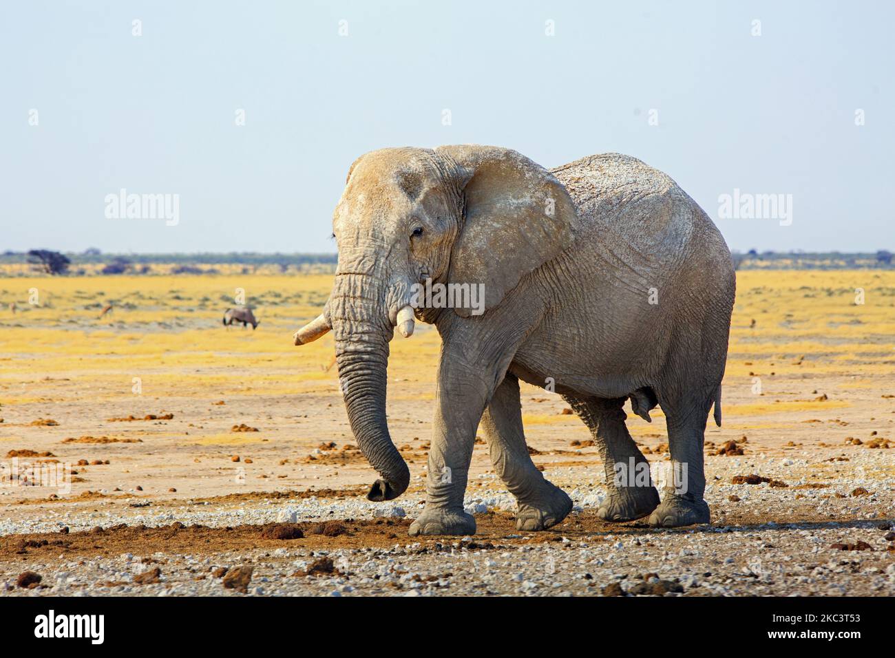 Lebendiges Bild eines großen afrikanischen Elefanten, der durch die trockenen Ebenen mit einer getrockneten, gelben Grassavanne und blauem Himmelshintergrund geht. Stockfoto