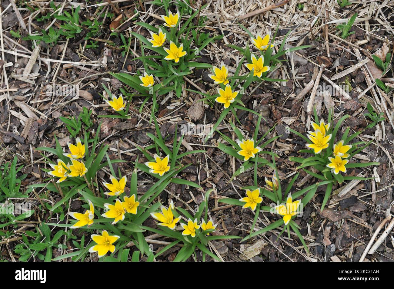 Im April erblühen in einem Garten gelbe verschiedene Spättulpen (Tulipa tarda) Stockfoto