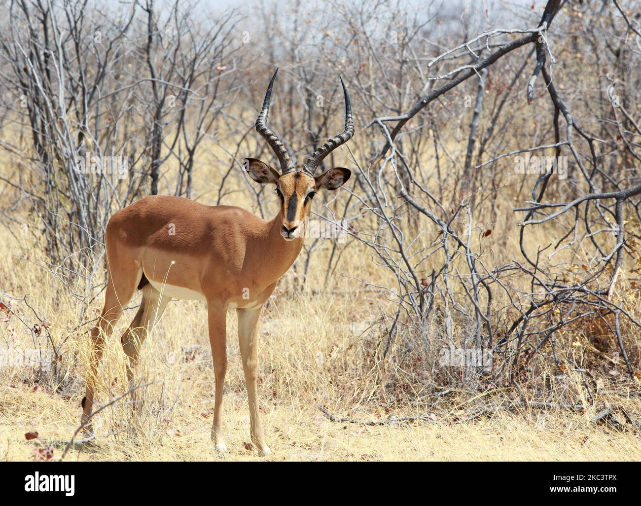 Impala Buck mit schwarzem Gesicht und guten Hörnern im afrikanischen Busch, Etosha National Park, Namibia Stockfoto