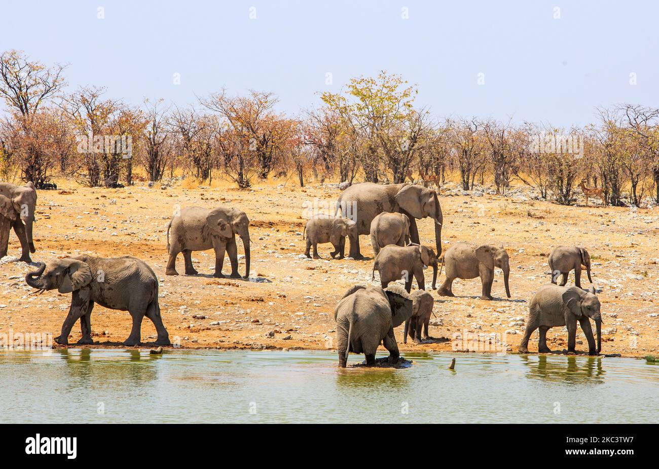 Familie Herde von afrikanischen Elefanten an einem Wasserloch mit einem hübschen Buschveld Hintergrund Stockfoto