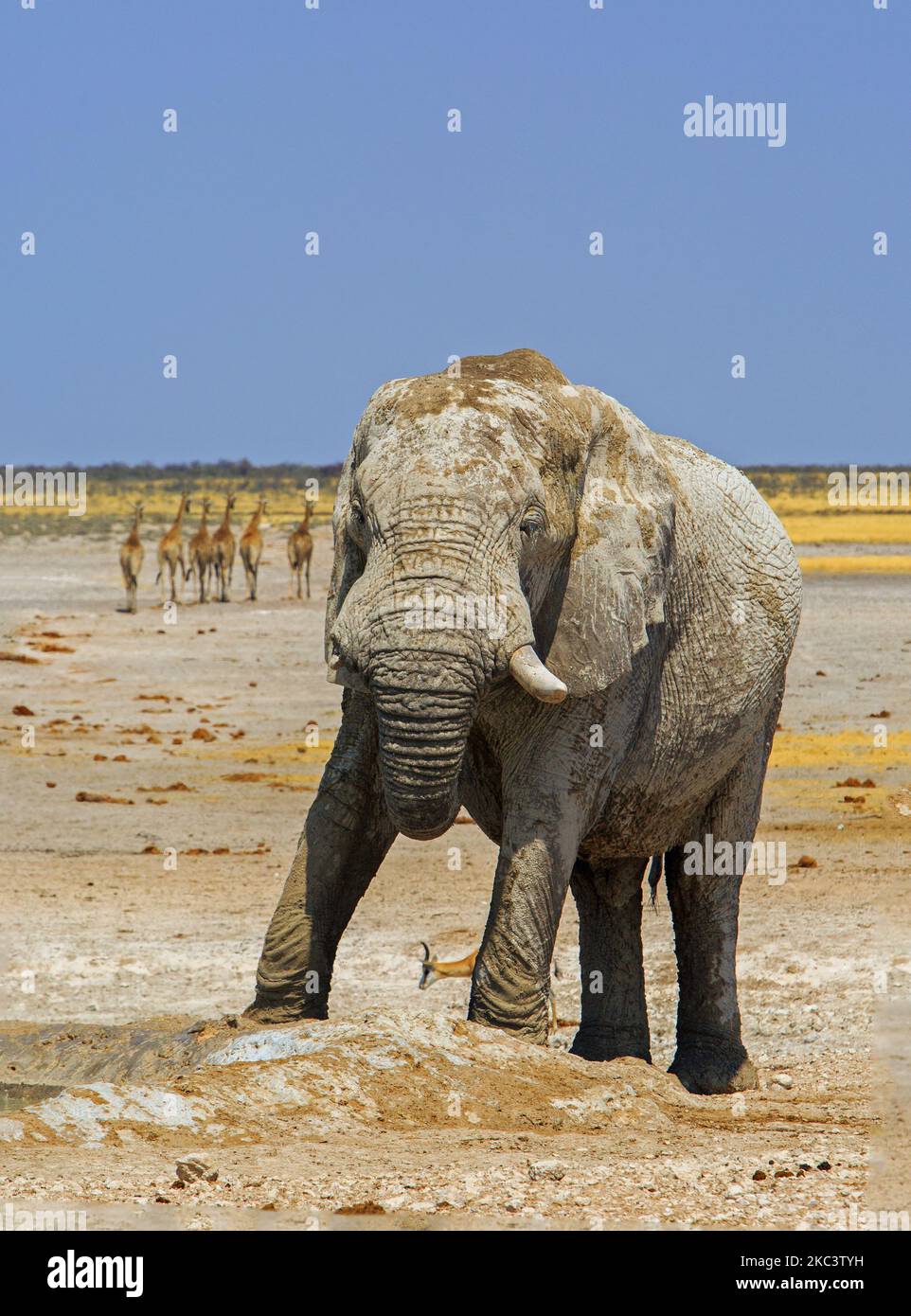 Porträtansicht eines großen afrikanischen Elefanten, der in die Kamera blickt, mit 6 Girlffe, die im Hintergrund weggehen Stockfoto