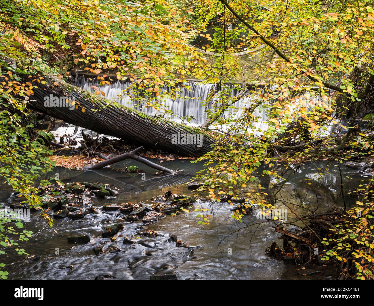 Jesmond Dene, Newcastle upon Tyne, Großbritannien, mit Wasserfall- und Herbstfarben. Stockfoto