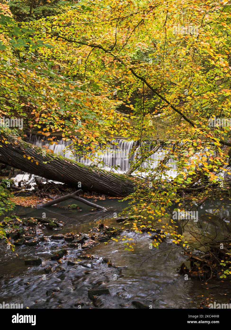 Jesmond Dene, Newcastle upon Tyne, Großbritannien, mit Wasserfall- und Herbstfarben. Stockfoto