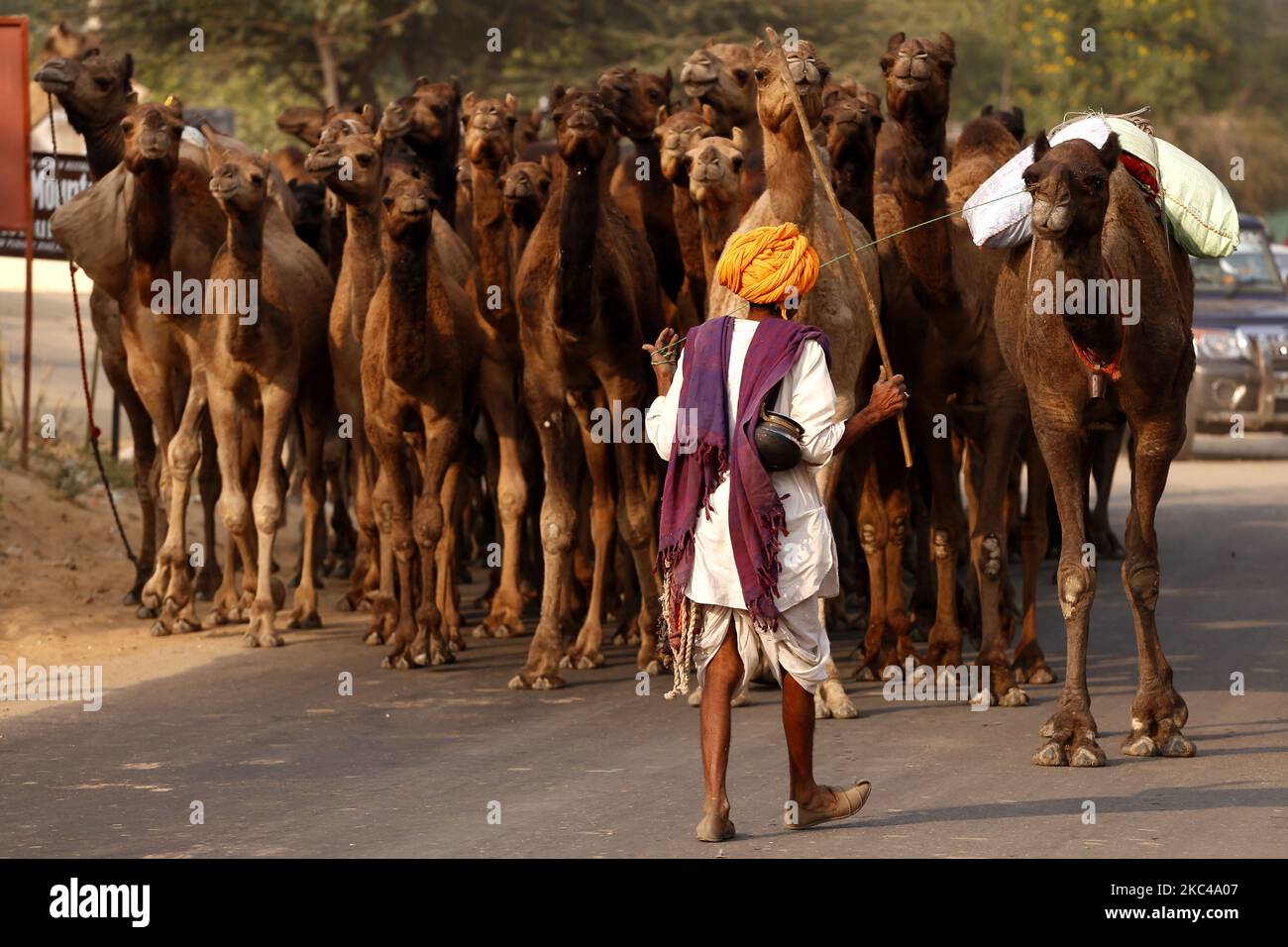 Ein indischer Kamelhändler, der am 19. November 2020 aus der Wüste von Pushkar zurückkehrt. Aufgrund der Coronavirus-Pandemie haben die Behörden die jährliche Pushkar Camel-Messe in diesem Jahr abgesetzt, aber aufgrund fehlender Informationen erreichten viele Händler den Veranstaltungsort heute. Tausende Viehhändler aus der Region kommen zum traditionellen Kamelmarkt, wo Vieh, hauptsächlich Kamele, gehandelt wird. Die jährliche Kamel- und Viehmesse ist eine der größten Kamelmessen der Welt. (Foto von Himanshu Sharma/NurPhoto) Stockfoto