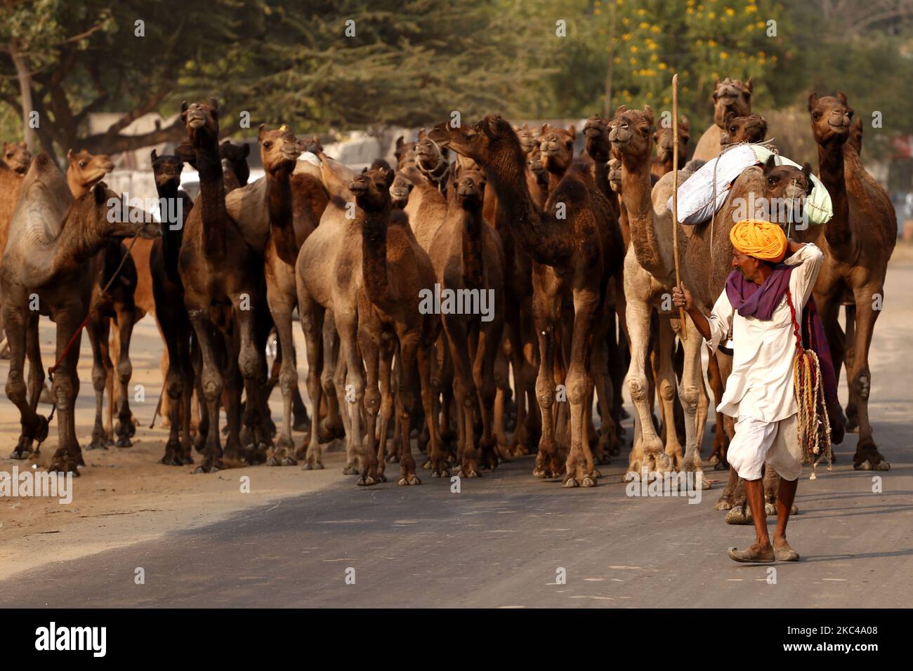 Ein indischer Kamelhändler, der am 19. November 2020 aus der Wüste von Pushkar zurückkehrt. Aufgrund der Coronavirus-Pandemie haben die Behörden die jährliche Pushkar Camel-Messe in diesem Jahr abgesetzt, aber aufgrund fehlender Informationen erreichten viele Händler den Veranstaltungsort heute. Tausende Viehhändler aus der Region kommen zum traditionellen Kamelmarkt, wo Vieh, hauptsächlich Kamele, gehandelt wird. Die jährliche Kamel- und Viehmesse ist eine der größten Kamelmessen der Welt. (Foto von Himanshu Sharma/NurPhoto) Stockfoto