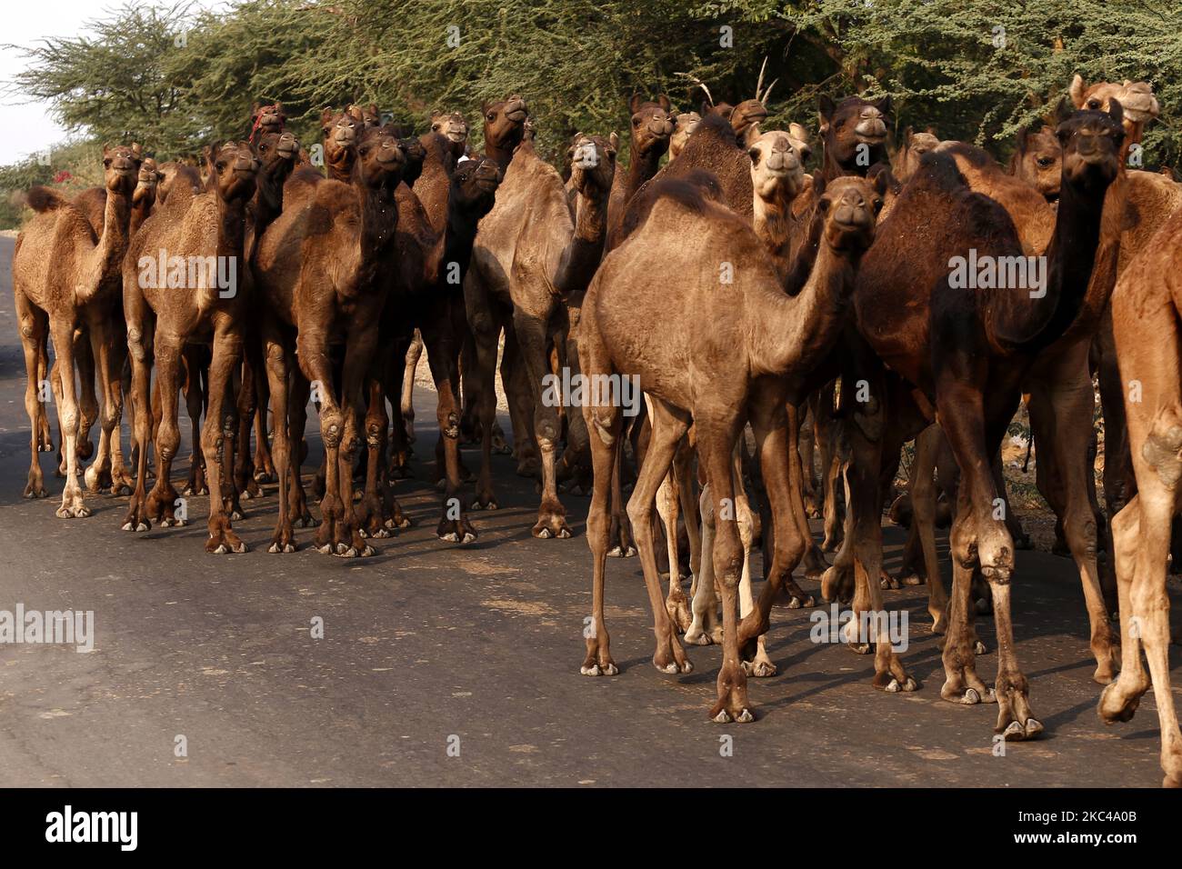 Ein indischer Kamelhändler, der am 19. November 2020 aus der Wüste von Pushkar zurückkehrt. Aufgrund der Coronavirus-Pandemie haben die Behörden die jährliche Pushkar Camel-Messe in diesem Jahr abgesetzt, aber aufgrund fehlender Informationen erreichten viele Händler den Veranstaltungsort heute. Tausende Viehhändler aus der Region kommen zum traditionellen Kamelmarkt, wo Vieh, hauptsächlich Kamele, gehandelt wird. Die jährliche Kamel- und Viehmesse ist eine der größten Kamelmessen der Welt. (Foto von Himanshu Sharma/NurPhoto) Stockfoto