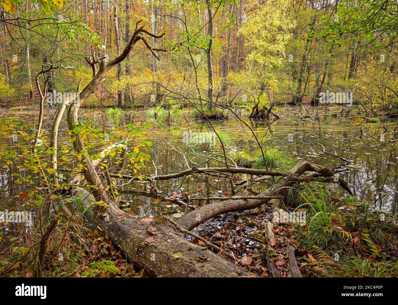 Siehdichum, Deutschland. 29. Oktober 2022. Herbst im Naturpark Schlaubetal. Eine lange Belichtung von 30 Sekunden zeigt die Bewegung der bunten Blätter auf dem Wasser der Schlaube. Der Naturpark Schlaubetal, der Ende 1995 im Ostbrandenburgischen Heide- und Seengebiet gegründet wurde, umfasst 227 Quadratkilometer. Das Gebiet wurde im Wesentlichen von der letzten Eiszeit geprägt. Mehr als zwei Drittel des Naturparks sind mit Wald bedeckt. Charakteristisch für das Schlaubetal ist die Fülle an Seen und Seenketten, die von der Eiszeit geprägt sind. Quelle: Patrick Pleul/dpa/Alamy Live News Stockfoto