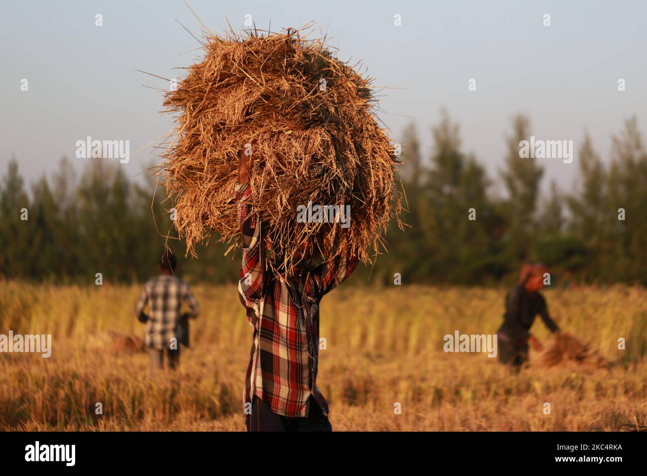 Bauern ernten am 28. November 2020 in Kuakata in Patuakhali, Bangladesch, Reisfelder. (Foto von Rehman Asad/NurPhoto) Stockfoto