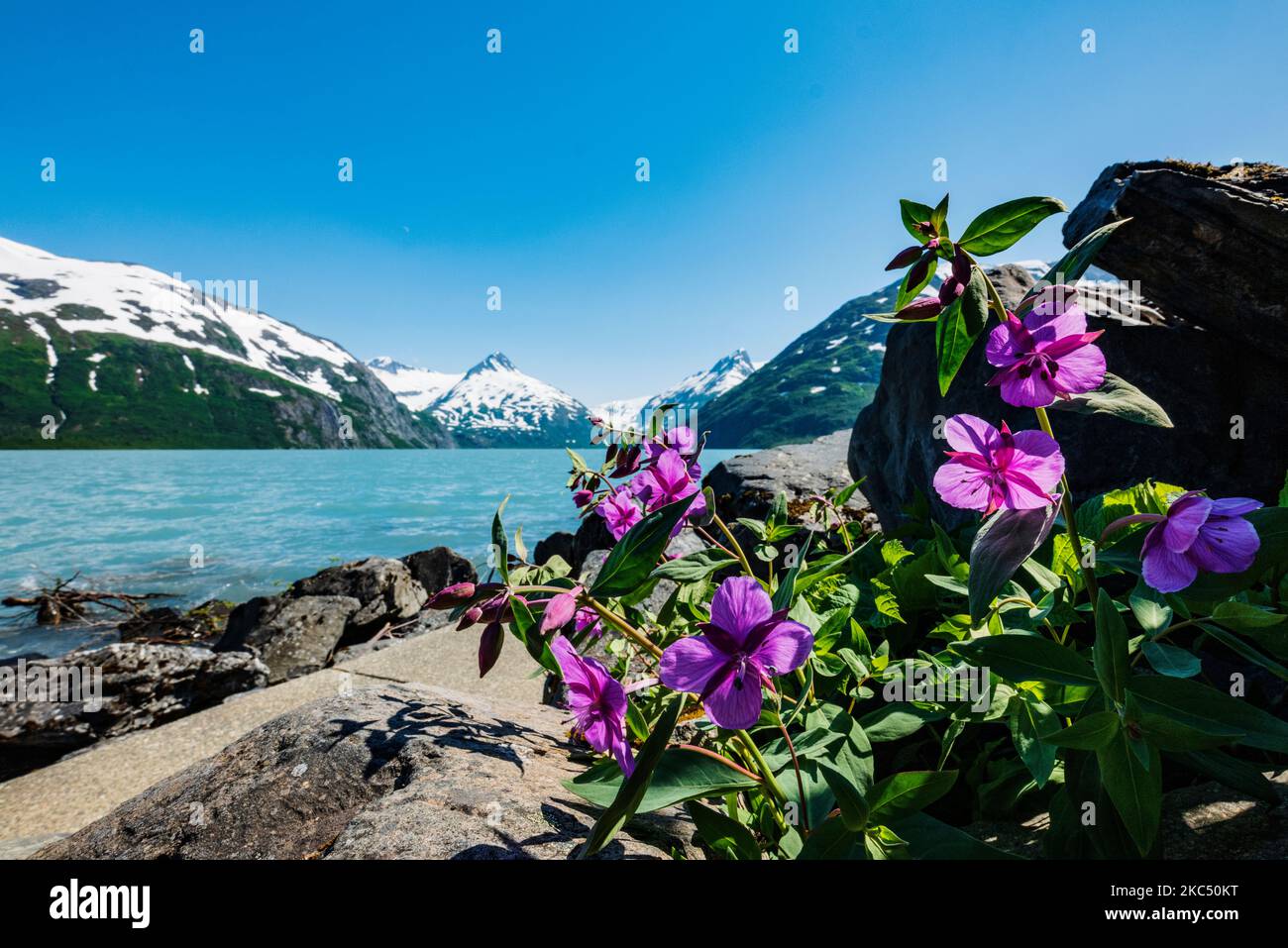 Fireweed; Chamaenerion angustifolium; in der Nähe des Boggs Visitor Centre; Portage Lake; Portage Glacier; Maynard Mountain; Bard Peak; Chugach National Forest Stockfoto