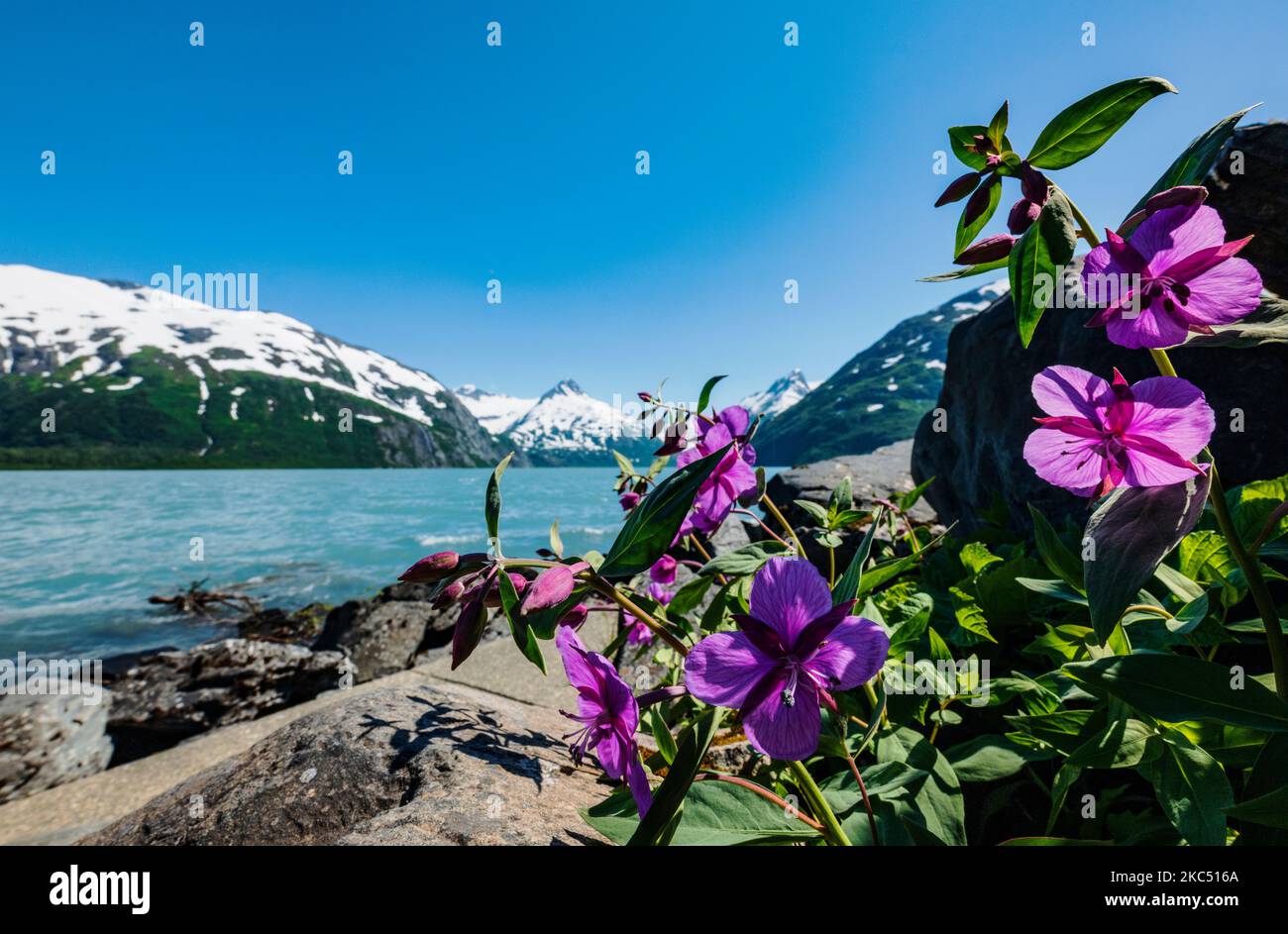 Fireweed; Chamaenerion angustifolium; in der Nähe des Boggs Visitor Centre; Portage Lake; Portage Glacier; Maynard Mountain; Bard Peak; Chugach National Forest Stockfoto Fireweed; Chamaenerion angustifolium; in der Nähe des Boggs Visitor Centre; Portage Lake; Portage Glacier; Maynard Mountain; Bard Peak; Chugach National Forest Stockfoto