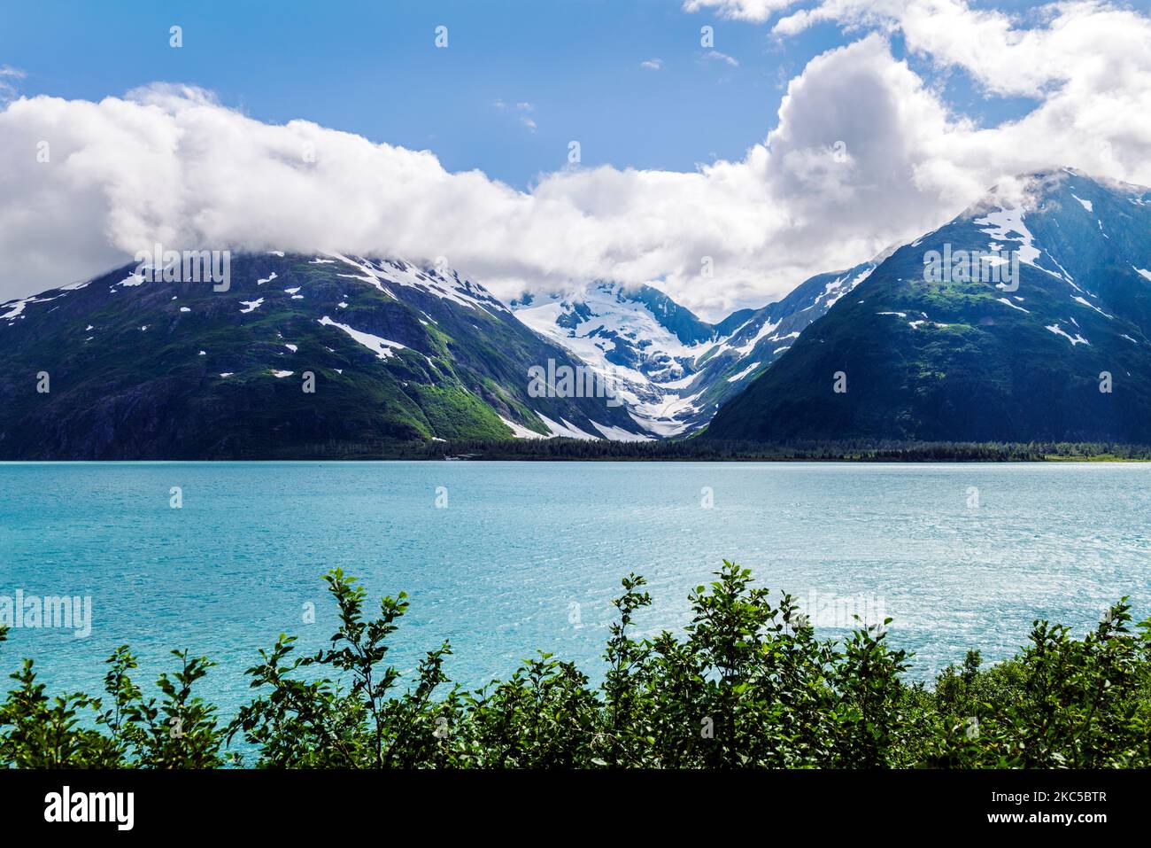 BLUMENNAME in der Nähe des Boggs Visitor Center; Portage Lake; Byron Peak; Byron Glacier; Chugach National Forest; Portage; Alaska; USA Stockfoto