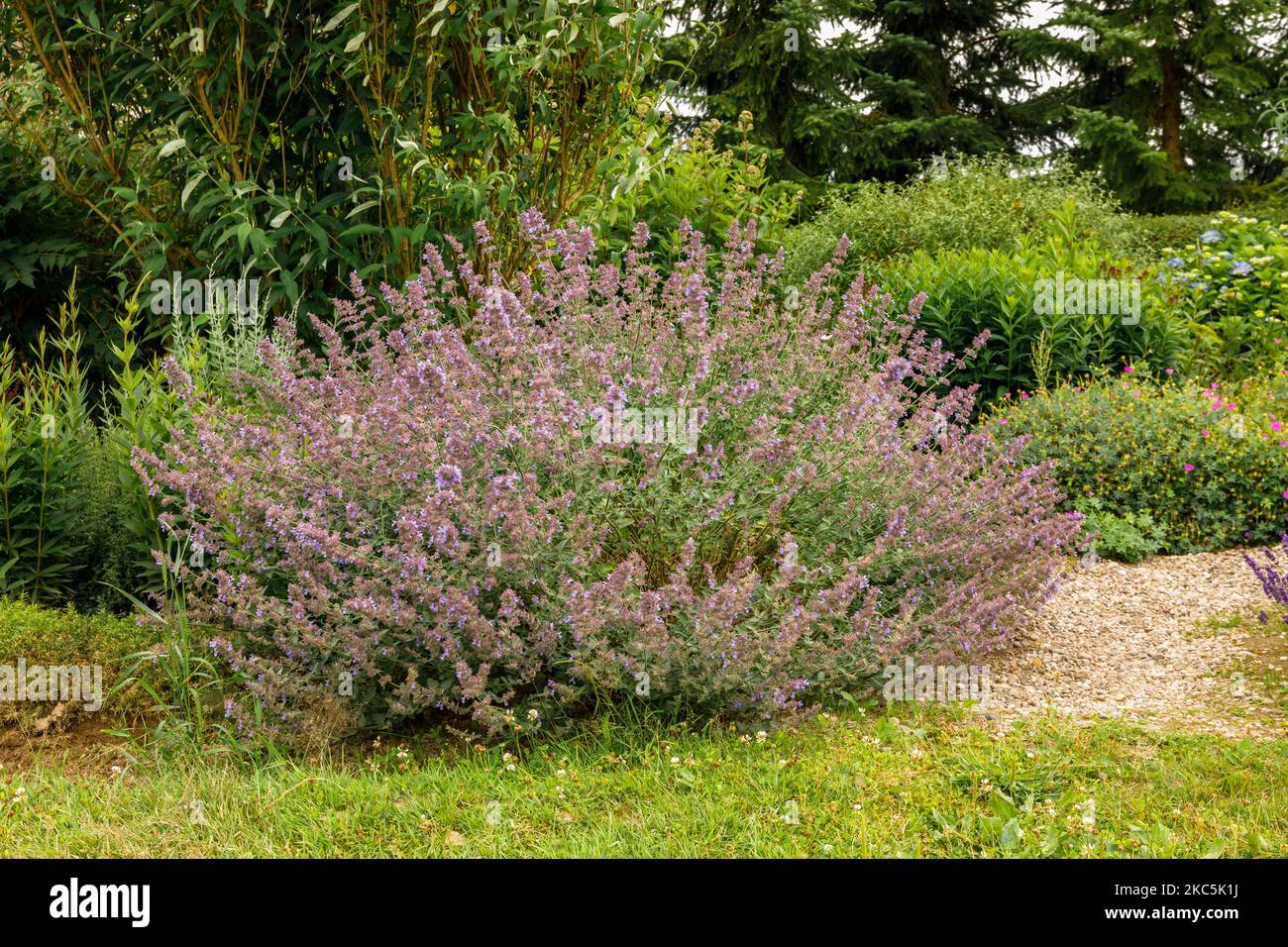 Schöne große lila Katzenschnipze im Garten Stockfoto