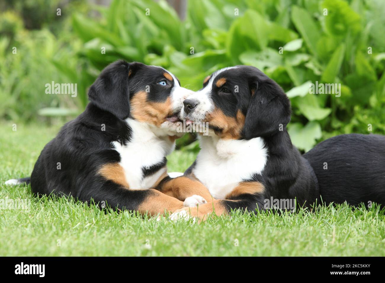 Welpen des Schweizer Großhundes spielen im Garten Stockfoto