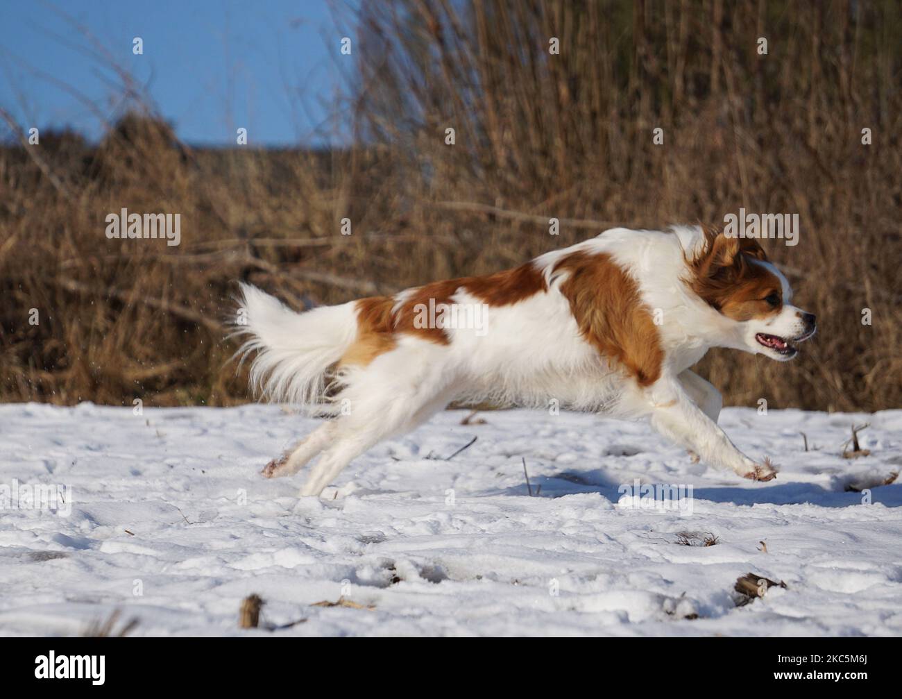 Ein süßer papillon Hund, der auf dem schneebedeckten Feld läuft und spielt Stockfoto