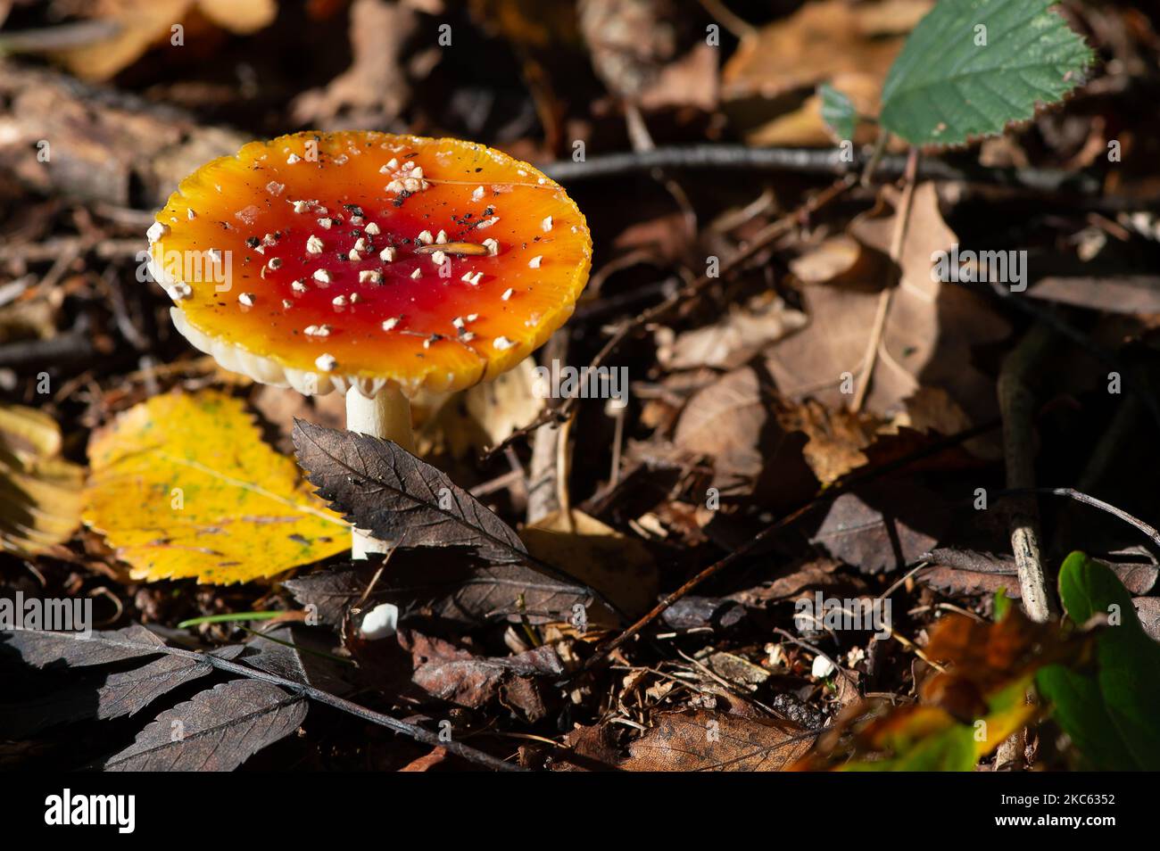 Penn Street, Buckinghamshire, Großbritannien. 4.. November 2022. Fliegenpilz, Amanita muscaria, giftige Holzhocker wachsen auf dem Waldboden in Penn Wood. Die Wälder wurden 1999 vom Woodland Trust nach einem sechsjährigen Kampf von den Freunden von Penn Wood erworben, die es aufhörten, in einen 18-Loch-Golfplatz umgewandelt zu werden. Penn Wood, in den Chilterns, einem Gebiet von außergewöhnlicher natürlicher Schönheit, ist ein ‘alter Wald“ mit Bäumen, die über 200 Jahre alt sind. Quelle: Maureen McLean/Alamy Live News Stockfoto