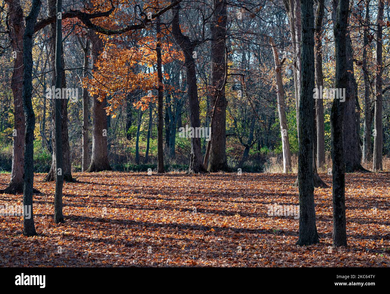 Das letzte Herbstblatt, meist Eichen, hängt an und der Rest zieht den Waldboden im Pilcher Park in Joliet, will County, Illinois Stockfoto