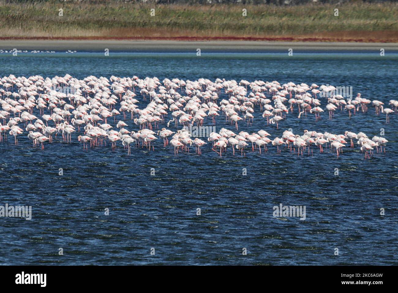 Flamingos wie sie in der Lagune von Kalochori in der Nähe von Thessaloniki im Axios Delta Nationalpark gesehen werden. Die Zugvögel halten während ihrer Reise in Griechenland an den Feuchtgebieten an. Die Herde von Flamingos, Vögel der Familie Phoenicopteriformes, wie sie in der Lagune von Kalochori mit der Stadt Thessaloniki im Hintergrund zu sehen ist. Die Flamingo-Kolonien leben hier im seichten Süßwasser, als Zwischenstopp auf ihrer Migrationsroute, die zum Axios Delta Nationalpark in Nordgriechenland gehört. Der Nationalpark des Axios-Deltas in der Nähe der Stadt Thessaloniki in Griechenland besteht aus 4 Flüssen Axios, Galikos, Loudias und Aliakmonas, Stockfoto