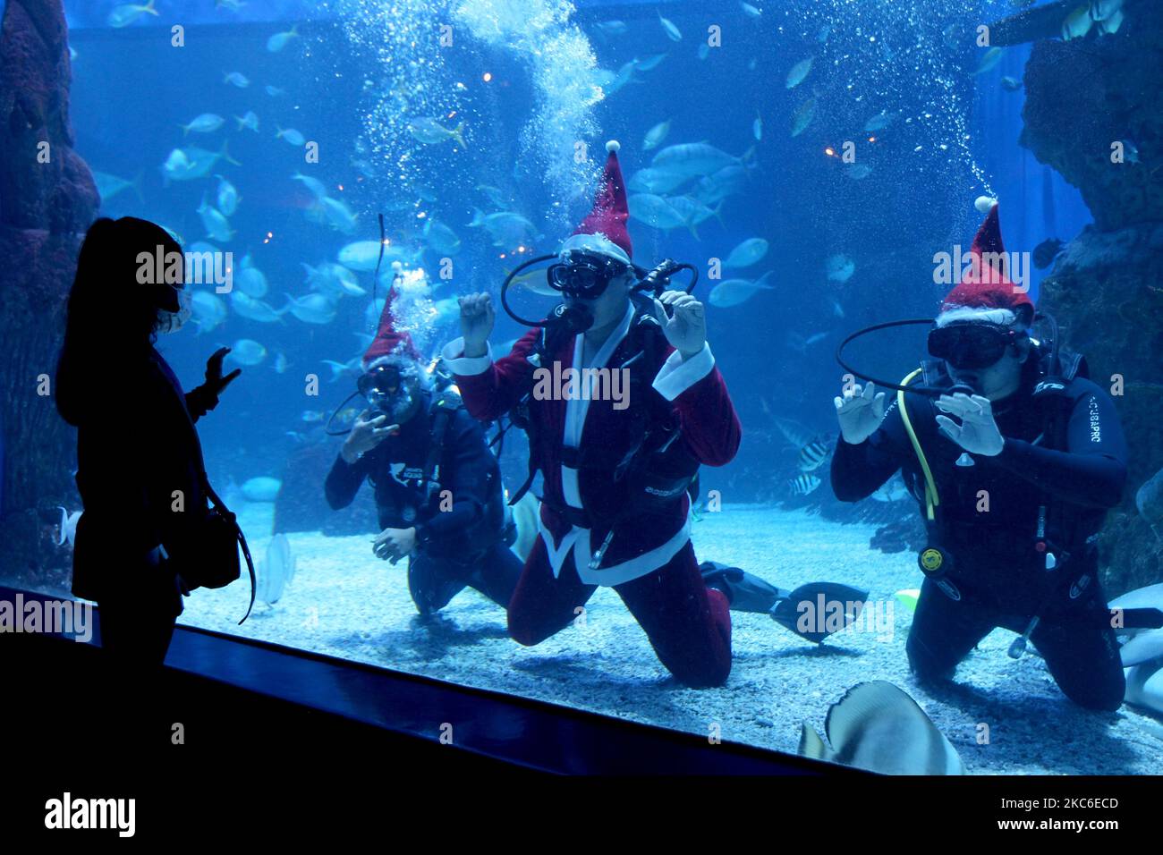 Im Jakarta Aquarium und Safari, Mall Neo Soho, Grogol, Jakarta, begrüßen Taucher, die als Weihnachtsmann gekleidet sind, die Besucher im mit Weihnachtsbäumen geschmückten Wasser. 24,2020. (Foto von Dasril Roszandi/NurPhoto) Stockfoto