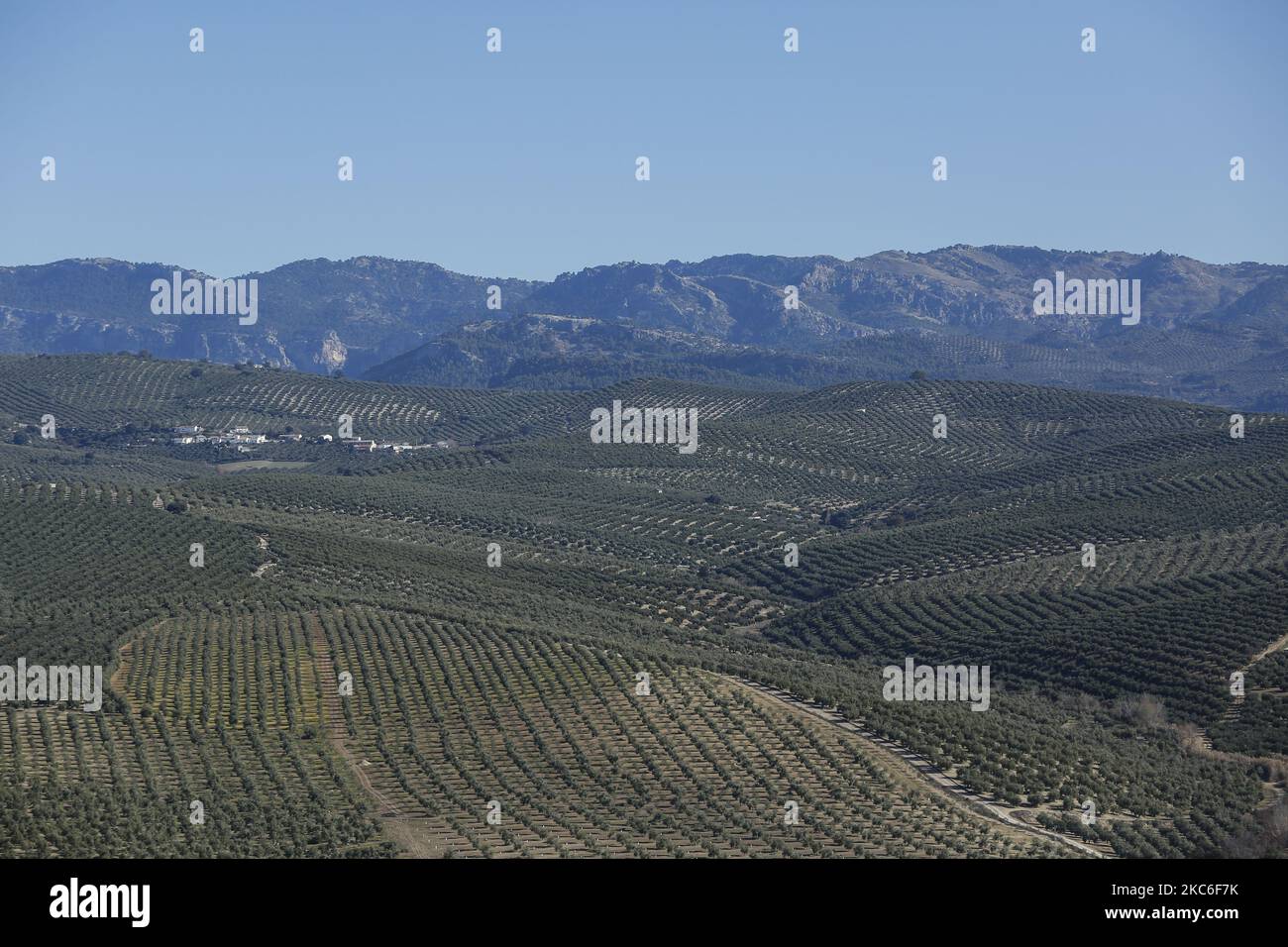 Eine allgemeine Ansicht der Olivenbaumfelder während der Olivenernte während der Coronavirus-Pandemie am 26. Dezember 2020 in der Sierra de Cazorla Region in Jaen, Spanien. Jaen ist eine Provinz aus Andalusien, Spanien, die weltweit mehr als 20 % des Olivenöls und 50 % nur in Spanien produziert. (Foto von Álex Cámara/NurPhoto) Stockfoto