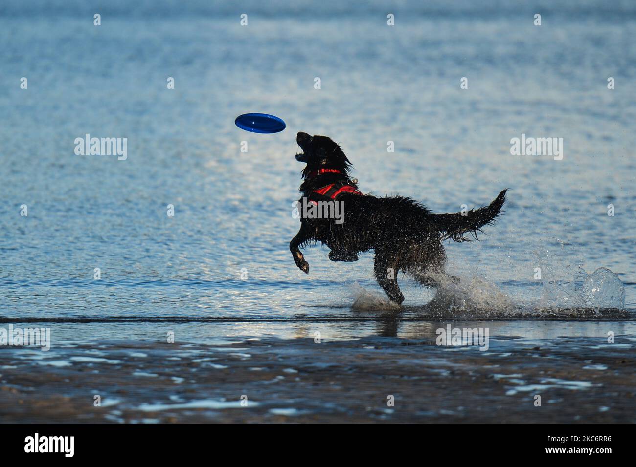 Laura Ivers wirft Frisbees mit ihrem Hund Vax auf Sandymount Strand in Dublin, am Neujahrstag, während der Covid-19-Sperre der Stufe 5, berichtete das Gesundheitsministerium heute Abend über 1.754 neue Covid-19-Fälle für die Republik Irland und 11 Todesfälle. Am Freitag, den 1. Januar 2021, in Dublin, Irland. (Foto von Artur Widak/NurPhoto) Stockfoto