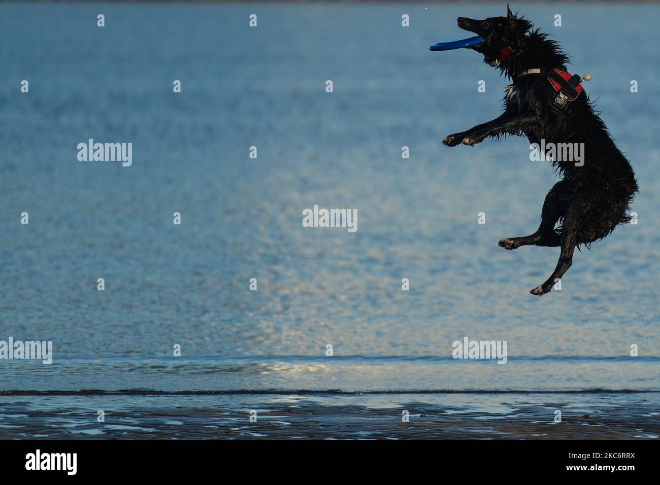 Laura Ivers wirft Frisbees mit ihrem Hund Vax auf Sandymount Strand in Dublin, am Neujahrstag, während der Covid-19-Sperre der Stufe 5, berichtete das Gesundheitsministerium heute Abend über 1.754 neue Covid-19-Fälle für die Republik Irland und 11 Todesfälle. Am Freitag, den 1. Januar 2021, in Dublin, Irland. (Foto von Artur Widak/NurPhoto) Stockfoto