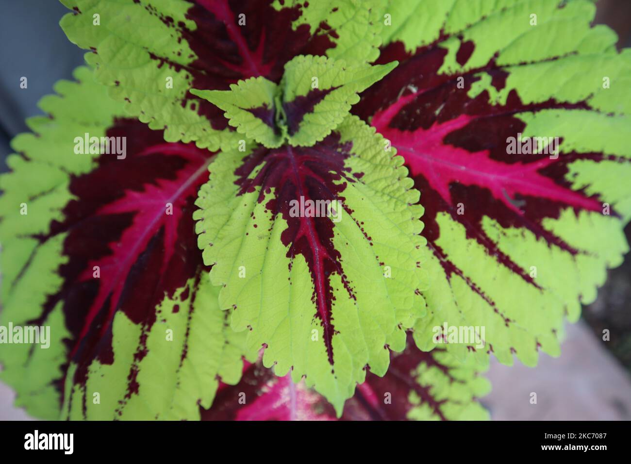 Eine Nahaufnahme von grünen und roten Kolusblättern in einem Garten. Stockfoto